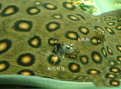 紅龍魚混養大型魚缸：關于紅龍魚混養大型魚缸的詳細信息