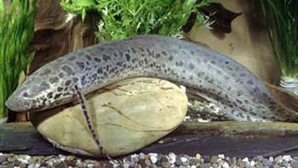 印度的虎骨：印尼警方繳獲非法虎皮虎骨價(jià)值約為萬(wàn)美元，價(jià)值約為萬(wàn)美元