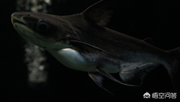 如何清理魚缸過濾泵(如何清理魚缸過濾泵視頻) 虎魚百科 第2張 如何清理魚缸過濾泵(如何清理魚缸過濾泵視頻) 如何清理魚缸過濾泵(如何清理魚缸過濾泵視頻) 虎魚百科 第2張