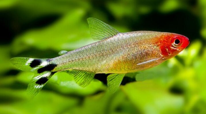 銀龍魚產卵有什么寓意(龍魚產卵是什么樣子)