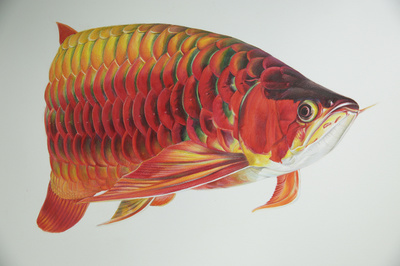 博特魚缸客服：博特魚缸客服的信息對不起，我無法提供博特魚缸客服的信息