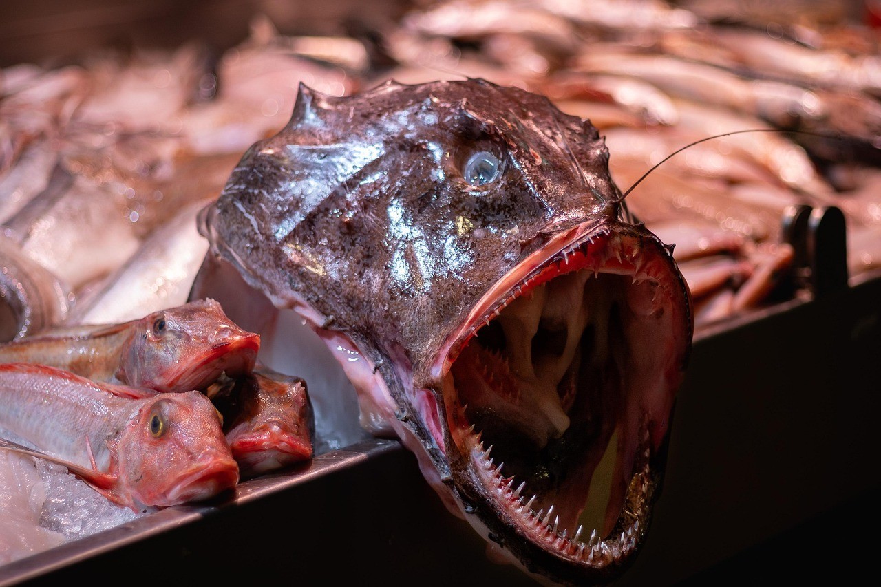 祥龍魚場品牌產品介紹怎么寫文案吸引人 祥龍魚場品牌產品介紹怎么寫文案吸引人 vs祥龍魚場 第2張