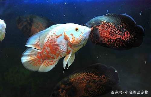 三文魚是金槍魚嗎(金槍魚就是三文魚嗎?)