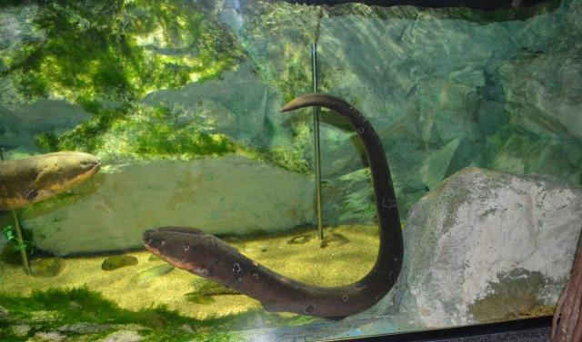 豬鼻龜瀕危物種圖鑒(豬鼻龜是瀕危動物嗎)