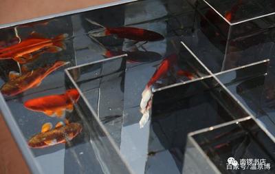 森森魚缸貼吧（森森魚缸咋樣） 森森魚缸貼吧（森森魚缸咋樣） 森森魚缸