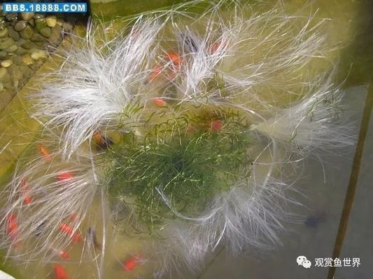 補魚缸用什么膠好：補魚缸用什么膠好取決于魚缸的具體情況和具體情況和需求