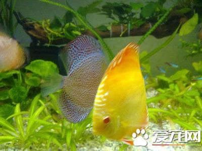 不需要打理的魚缸：如何打造一個無需打理的懶人魚缸