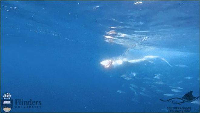 50厘米的金龍魚多少錢一只 龍魚百科 第2張 50厘米的金龍魚多少錢一只 50厘米的金龍魚多少錢一只 龍魚百科 第2張