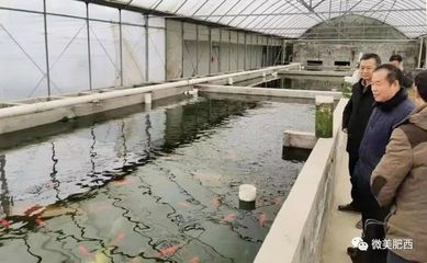 虎皮蘭可以放魚缸里養，但需要注意以下幾點：虎皮蘭可以放魚缸里養嗎