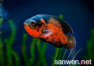 紅龍魚(yú)怎么分年齡大小：判斷紅龍魚(yú)的年齡大小需要綜合考慮多種因素和因素