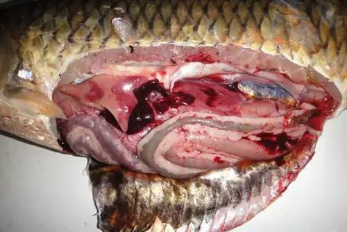 七彩金龍魚用什么顏色燈光（金龍魚用什么燈光生長會更好）