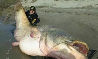 國內的象征寓意中,龍和魚的象征意義是