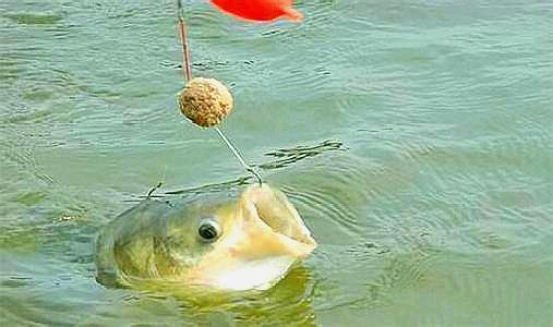 紅龍魚飼料營養均衡的重要性：紅龍魚飼料的營養均衡對其生長和健康至關重要重要