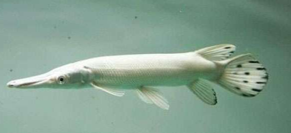 白底白背景魚缸好嗎：白底白背景的魚缸背景對魚的生長和健康有一定的影響