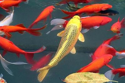 紅龍魚專用燈：紅龍魚專用燈使用方法