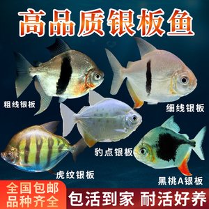 搬家魚缸怎么搬好：搬家時魚缸搬運的準備和注意事項以及注意事項