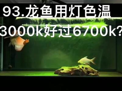 紅龍魚適宜水溫下的飲食習慣：紅龍魚在適宜水溫下的飲食習慣