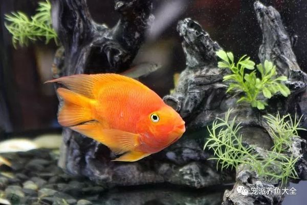 大魚水族魚缸怎么養活視頻：農村阿芝提供的生態魚缸養魚方法，強調魚花共養和造景的重要性 大魚水族魚缸怎么養活視頻：農村阿芝提供的生態魚缸養魚方法，強調魚花共養和造景的重要性 魚缸百科 第2張