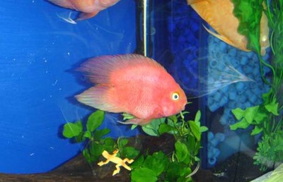 多層魚缸架子什么材料的好：多層魚缸架子的材料在家居裝飾中的應用案例啟發