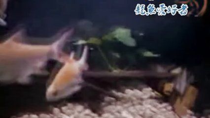 養(yǎng)銀龍魚要注意什么事項(xiàng)和飲食要求呢(銀龍魚怎么養(yǎng)吃什么)