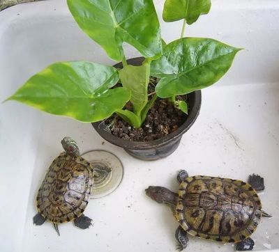 25厘米的龍魚配多大的虎魚好看(25厘米的龍魚配多大的虎魚好看一點)