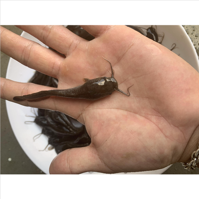 閩南虎魚都是野生的嗎(閩南虎魚有毒能吃嗎)