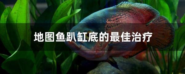 龍魚掉鱗還能長好嗎