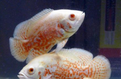 兩米長一米寬的魚缸圖片大全欣賞(魚缸兩米長一米寬一米高用多厚的玻璃)