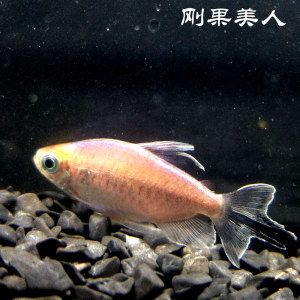 印尼虎魚最佳配魚季節是幾月：印尼虎魚最佳配魚季節是幾月份 印尼虎魚最佳配魚季節是幾月：印尼虎魚最佳配魚季節是幾月份 虎魚百科 第3張