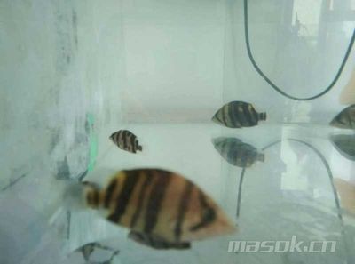 印尼虎魚最佳配魚季節是幾月:印尼虎魚最佳配魚季節是幾月份 虎魚百科 第1張 印尼虎魚最佳配魚季節是幾月:印尼虎魚最佳配魚季節是幾月份 印尼虎魚最佳配魚季節是幾月:印尼虎魚最佳配魚季節是幾月份 虎魚百科 第1張