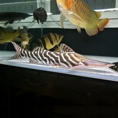 定做大型魚缸價格：定做大型魚缸的價格
