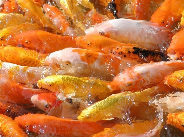 大魚缸沒辦法困水怎么辦:大魚缸困水怎么辦 魚缸百科 第2張 大魚缸沒辦法困水怎么辦:大魚缸困水怎么辦 大魚缸沒辦法困水怎么辦:大魚缸困水怎么辦 魚缸百科 第2張