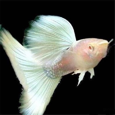 為什么不能買二手魚缸 魚缸不能買二手的嗎