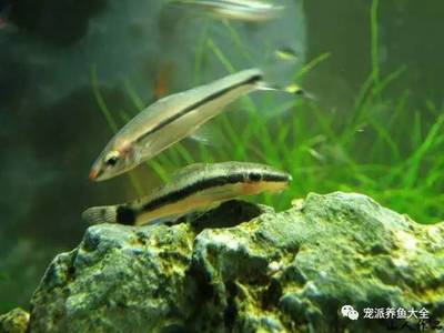 龍魚不開燈自然養(yǎng)的好處是什么