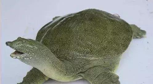 終于不綠了還有點混水 虎魚百科 第2張 終于不綠了還有點混水 終于不綠了還有點混水 虎魚百科 第2張