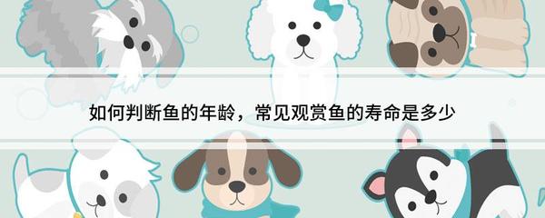 銀龍魚苗價格多少錢一只啊視頻大全(一條金龍魚苗多少錢)