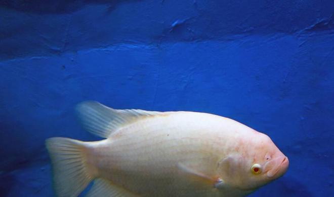 1.2米魚缸放多少鹽：1.2米魚缸放鹽的量可能會有所不同，養龍魚不要放鹽