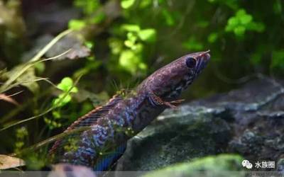 紅龍魚喂什么蝦最好：紅龍魚喂養(yǎng)技巧