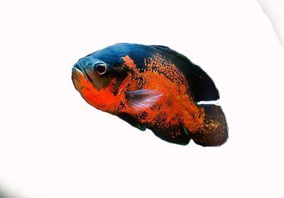 紅龍魚喂什么蝦最好：紅龍魚喂養(yǎng)技巧