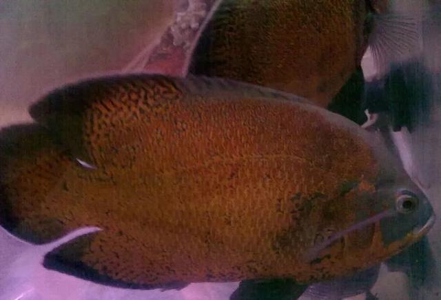 虎魚和什么魚混養好看(虎魚混養魚最佳搭配) 虎魚和什么魚混養好看(虎魚混養魚最佳搭配) 虎魚百科 第2張