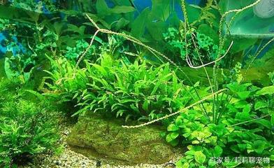 大魚缸怎么換水困水：大魚缸換水和困水的方法