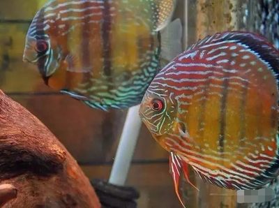 成品魚缸改造升級：成品魚缸過濾系統升級