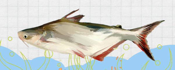 金龍魚為什么尾巴越來越紅了怎么回事 龍魚百科 第1張 金龍魚為什么尾巴越來越紅了怎么回事 金龍魚為什么尾巴越來越紅了怎么回事 龍魚百科 第1張