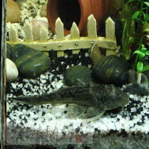 10cm虎魚養多久長到20cm(虎魚20公分到30公分養多久)