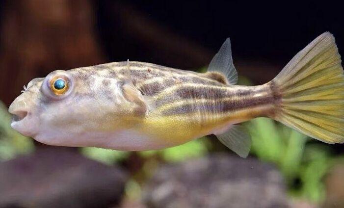 虎魚和什么魚混養(yǎng)好看圖(虎魚與什么魚混養(yǎng)好)