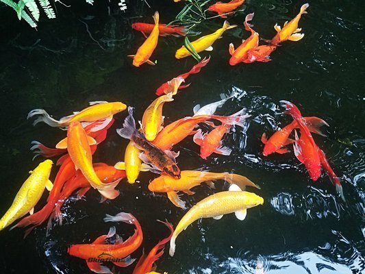 玻璃店做一個魚缸怎么算錢：玻璃店制作魚缸的費用