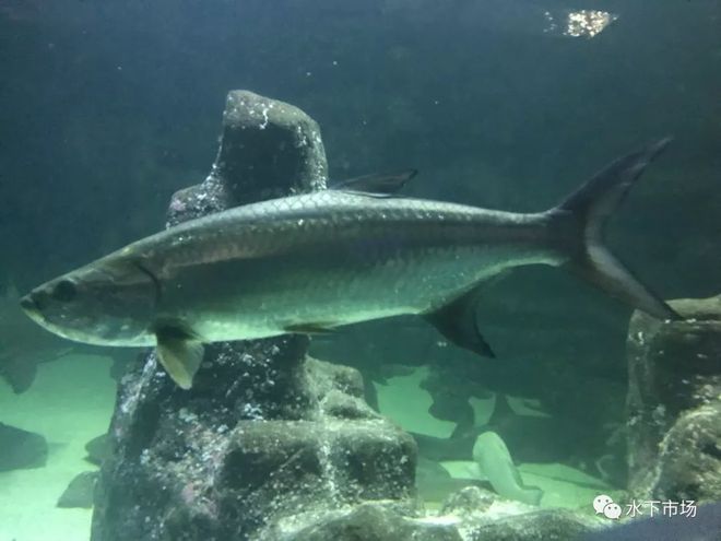 成品缸需要墊魚缸墊子嗎：如何正確安裝和使用魚缸墊