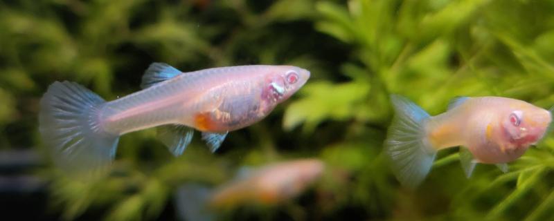 超白金晶魚缸品牌排行榜前十名：超白金晶魚缸品牌排行榜 超白金晶魚缸品牌排行榜前十名：超白金晶魚缸品牌排行榜 魚缸百科 第1張