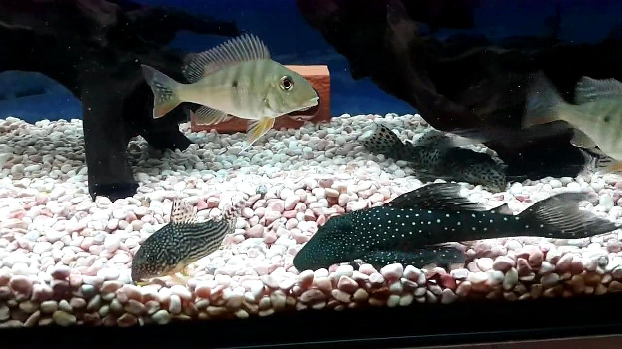 愛馬魚缸怎么樣：艾瑪魚缸和黑馬魚缸的評價