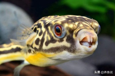 龍魚和虎魚打架臥缸(龍魚和虎魚打架臥缸會死嗎)